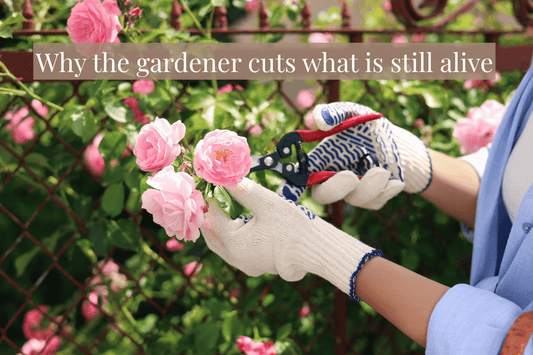 Pruning Is Not Punishment